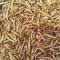 Apetit - MEALWORM 60g