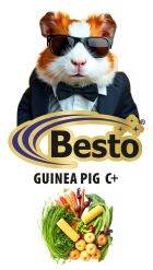 GUINEA PIG  C+